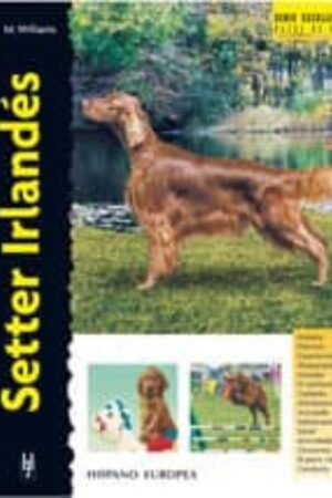 20628-SETTER IRLANDES